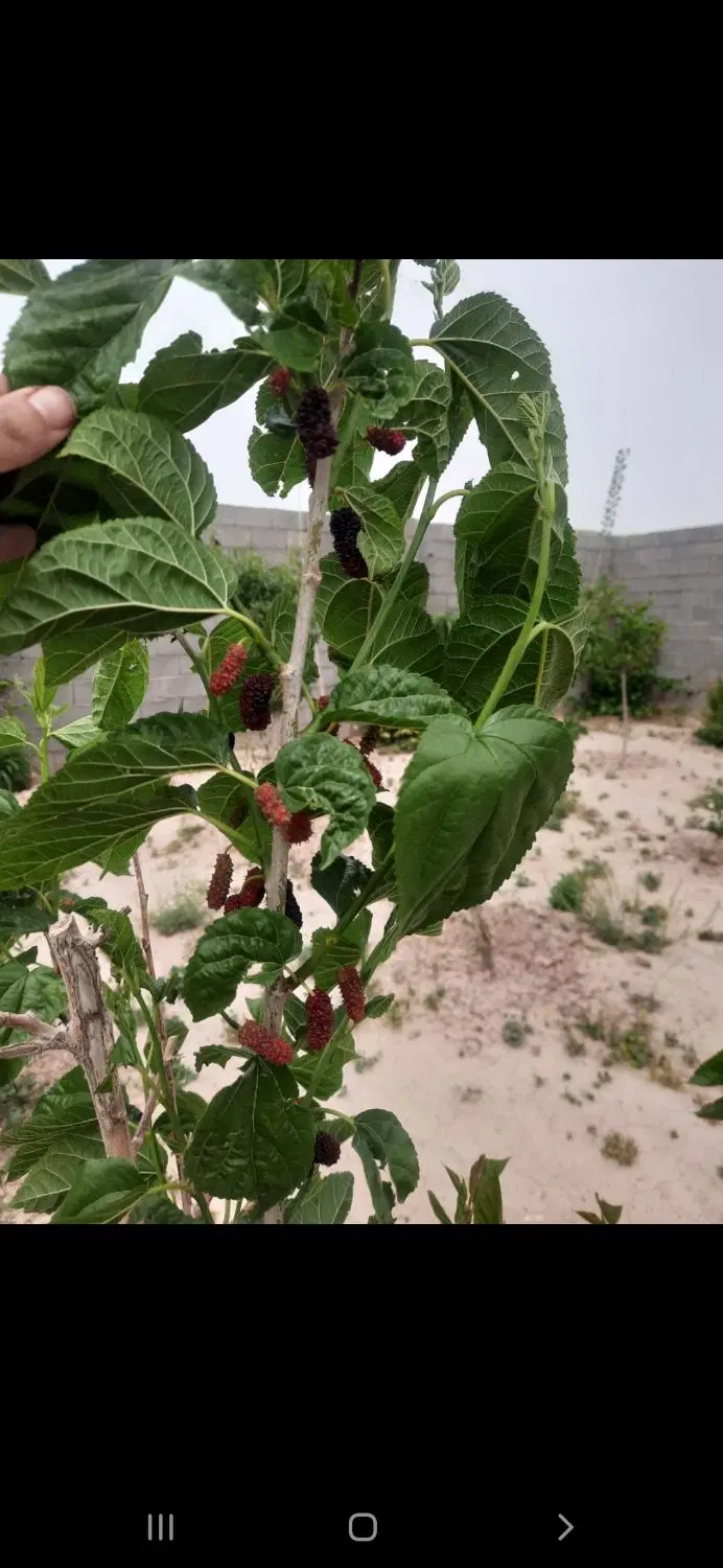 باغچه ۵۰۰متری گنبد باز