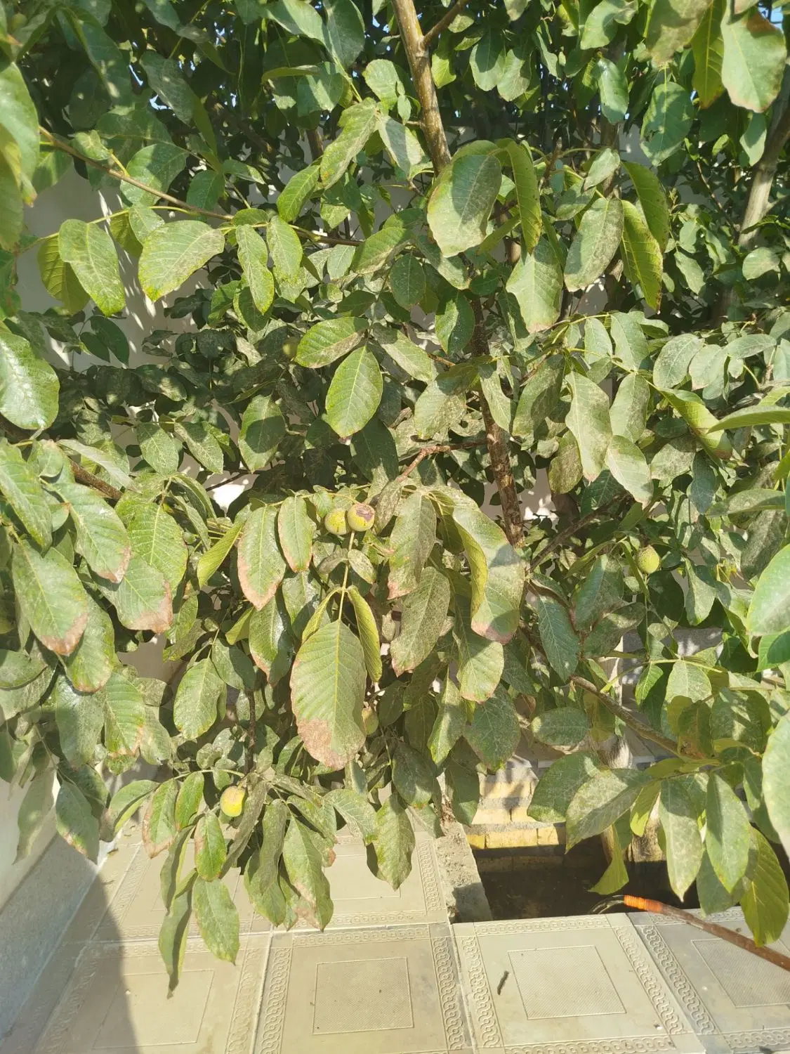 ویلا ی بازمین ۴۵۳ متری بنای ۹۵ متری دو خواب