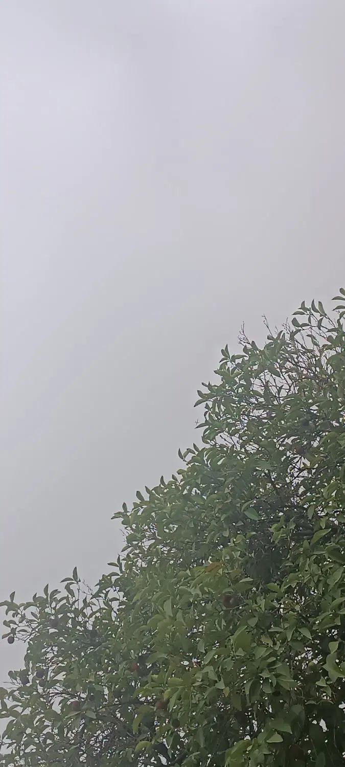 باغ نیمه ایثارگران
