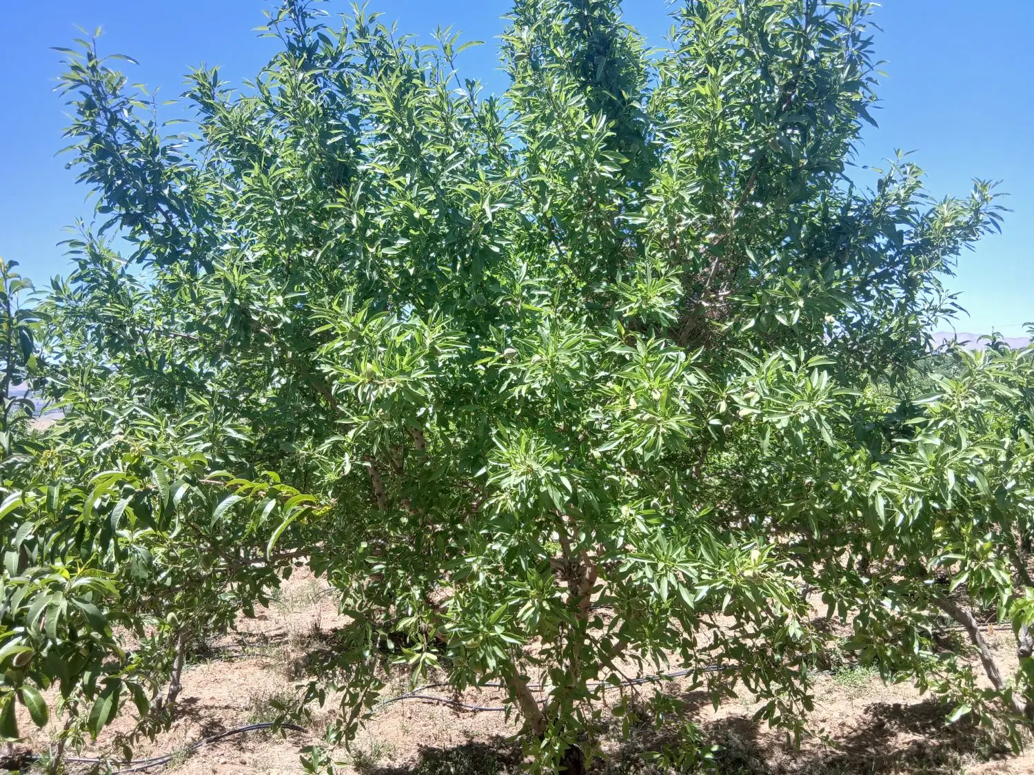 باغ کشاورزی