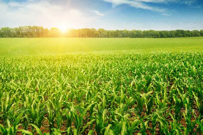 اجاره زمین کشاورزی اطراف وحدتیه