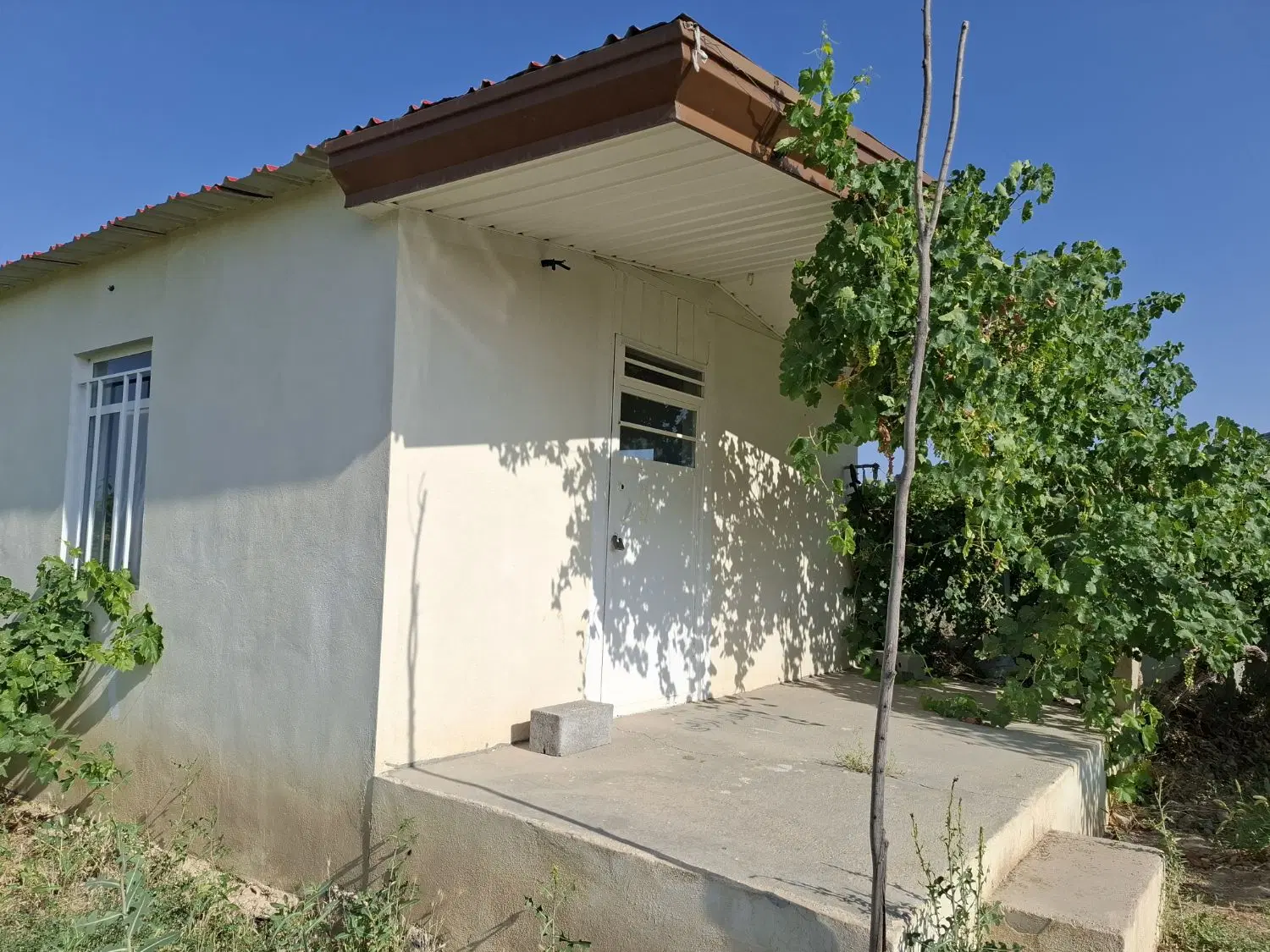 یک قطعه باغ انگور