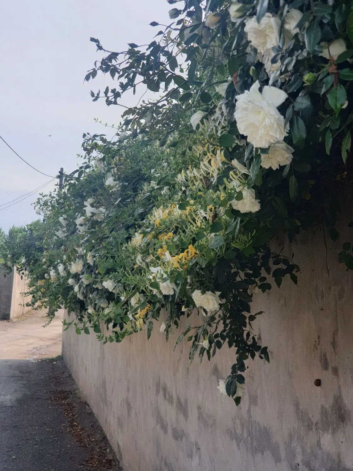فروش خانه ویلایی، روبروی دهکده ساحلی