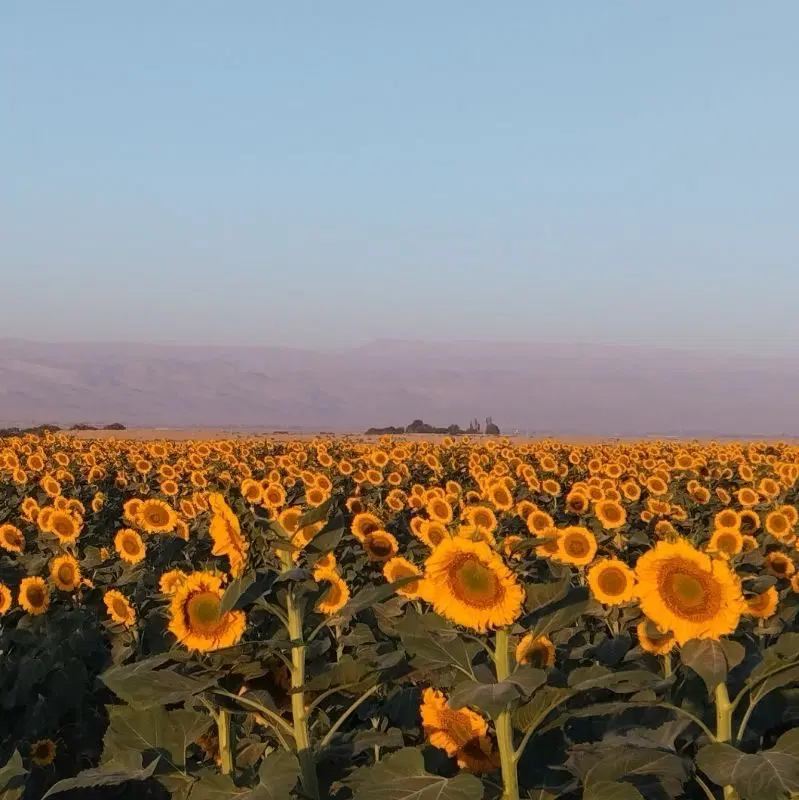 زمین برای زعفرون