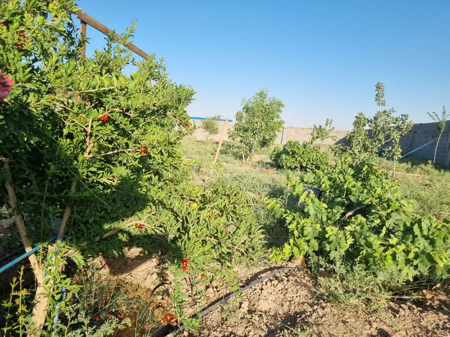 زمین باغی، باغ