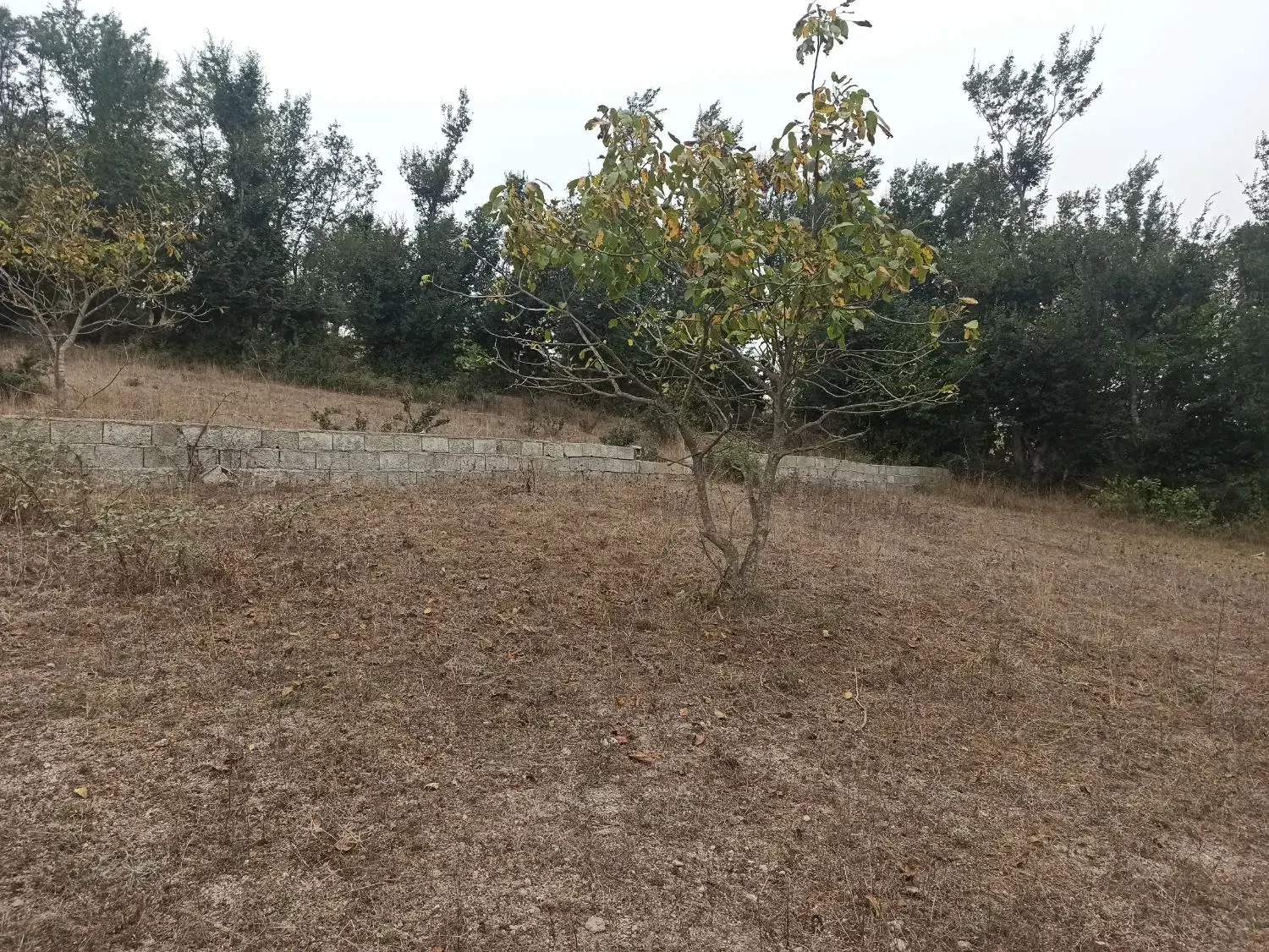 ۲۵۰ متر زمین در  روستای توریستی گنبک