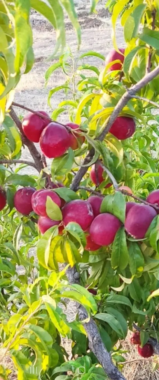 فروش باغ  هزار متری در بابا محمد