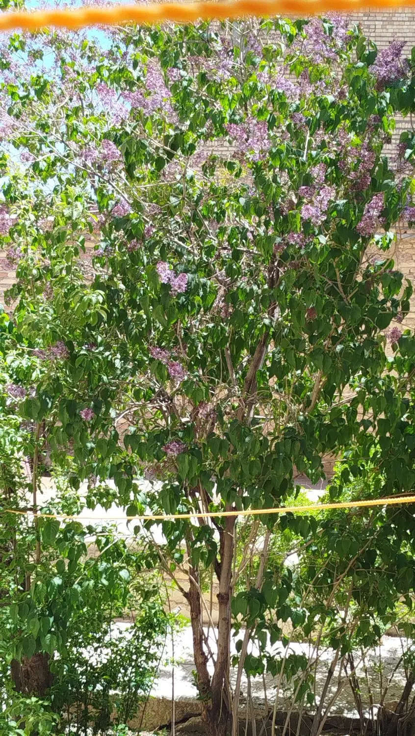 اجاره خانه ویلایی