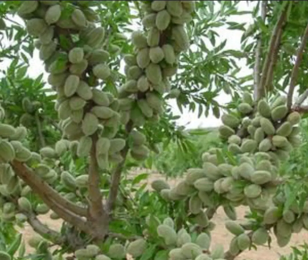 فروش زمین  ، باغ بادام ،سند تک برگ