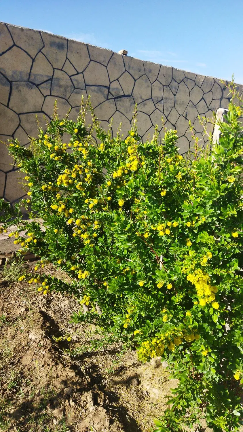 باغ ۱۲۰۰ متری