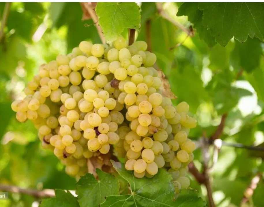 باغ انگور زیارت
