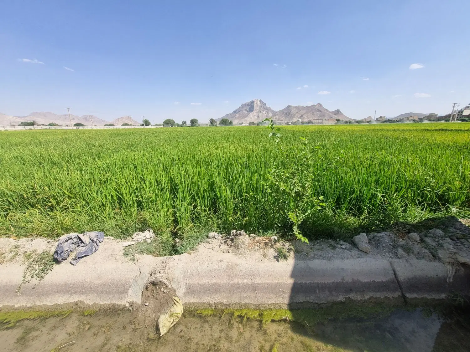 زمین کشاورزی اینده دار