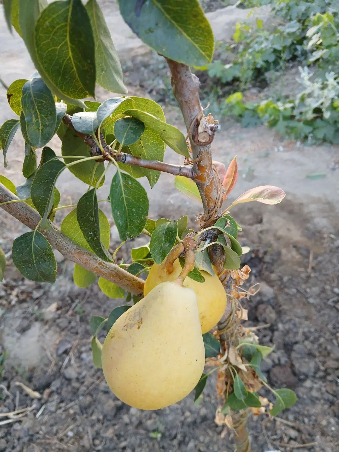 فروش باغ میوه