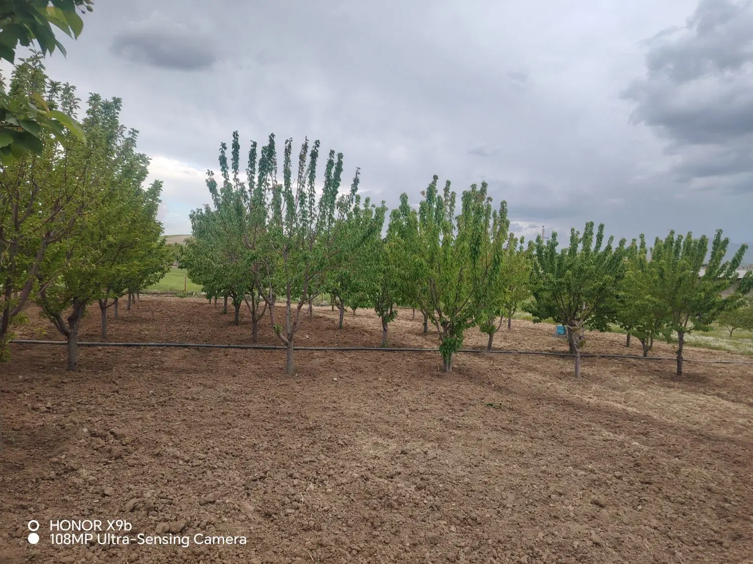 باغ روستای سرینجیانه سفلی