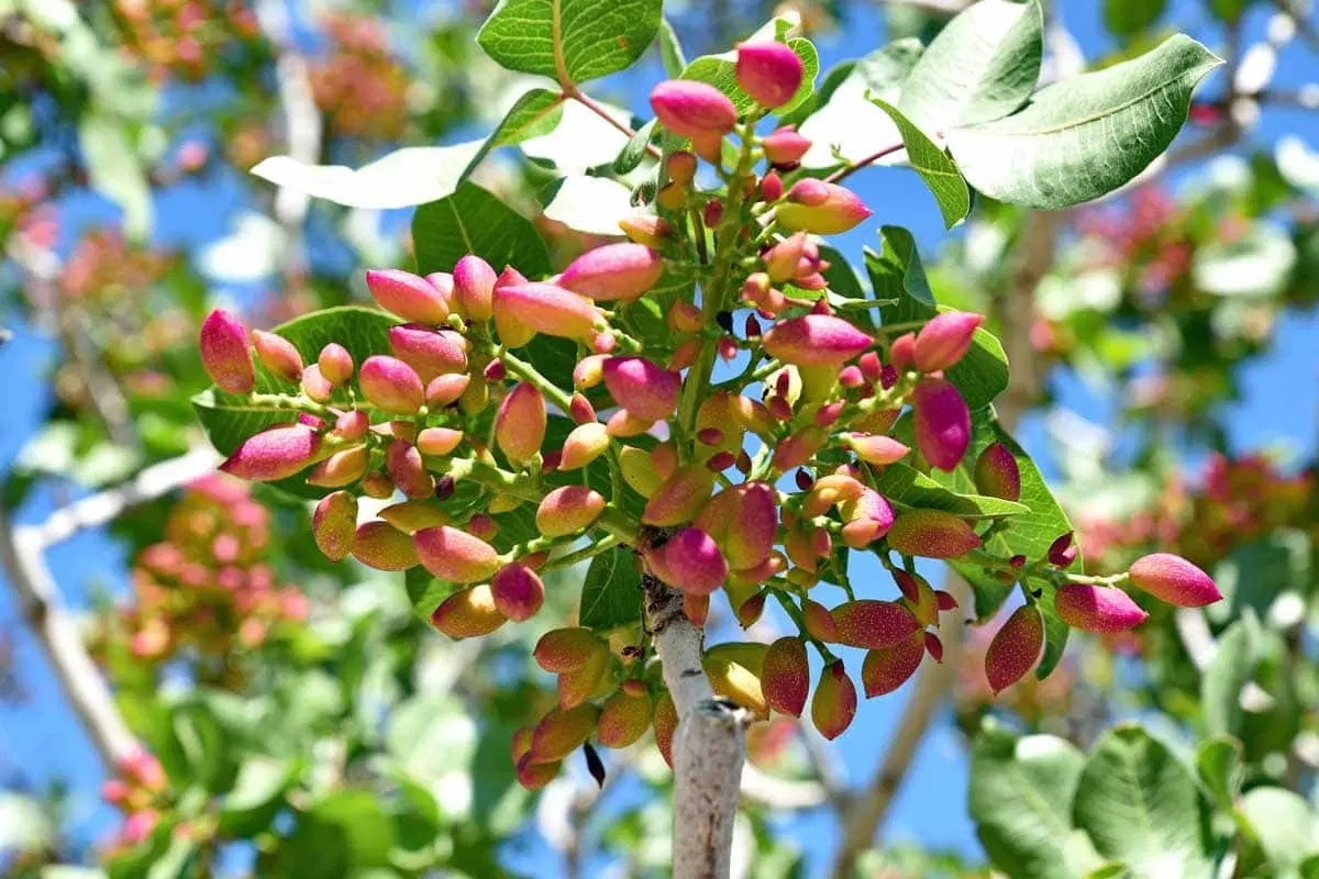 باغ پسته و بادام و زمین زراعی