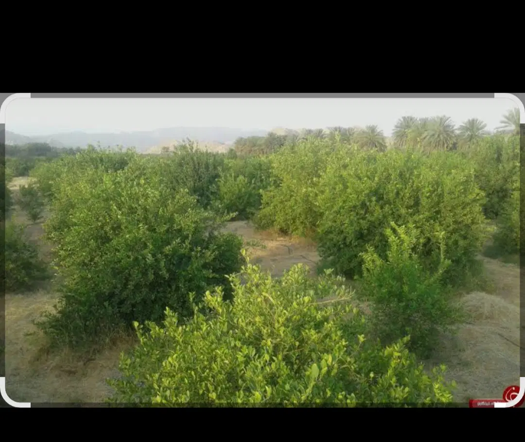 خریدار اجاره باغ لیمو