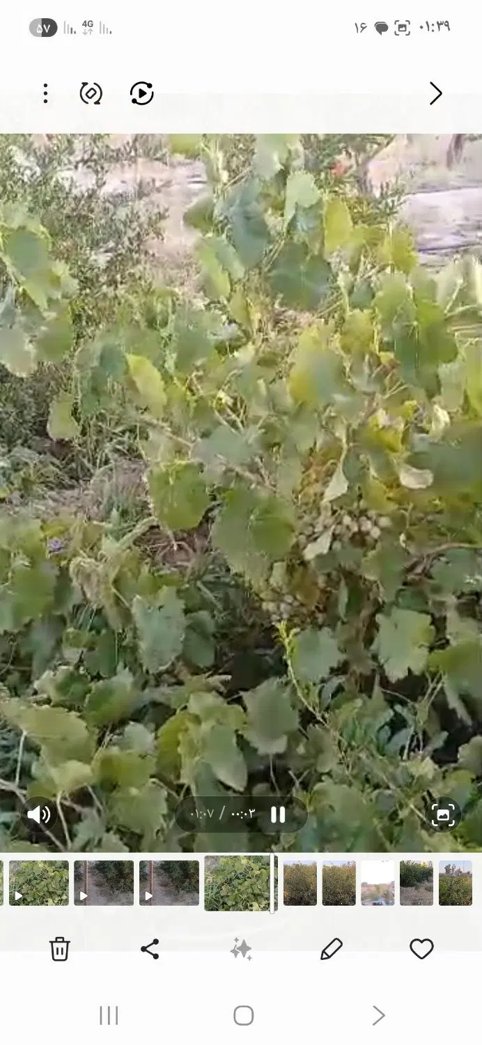 باغی برای سرمایه گذاری