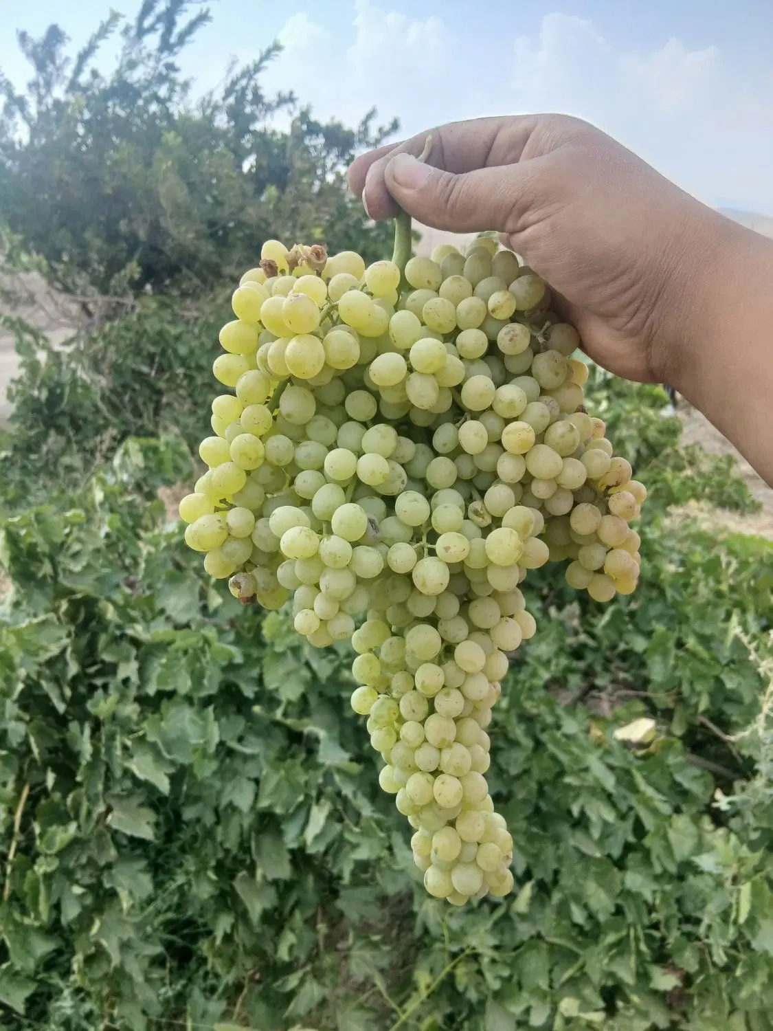 فروشی یا اجاره