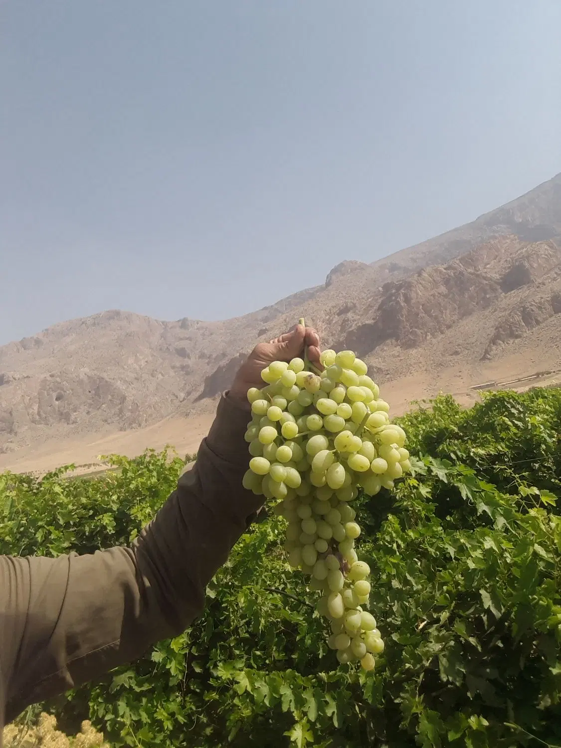 اجاره باغ انگور