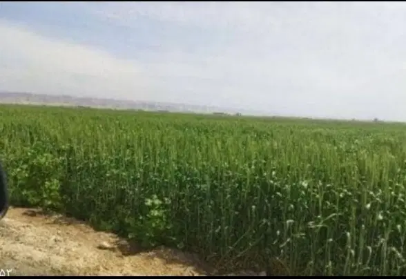1000متر زمین باغی جاده سرچشمه عریض