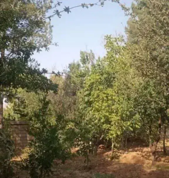 باغچه ۶۰۰ متری گویم زیتون ۴ مجموعه آبفا