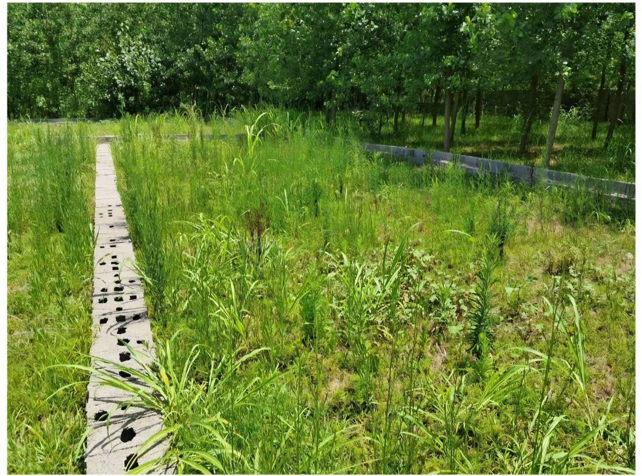 زمین مسکونی سوخته کو آستانه