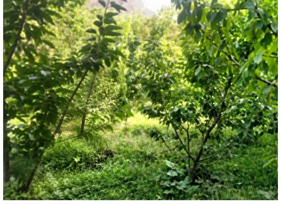 باغ میوه
