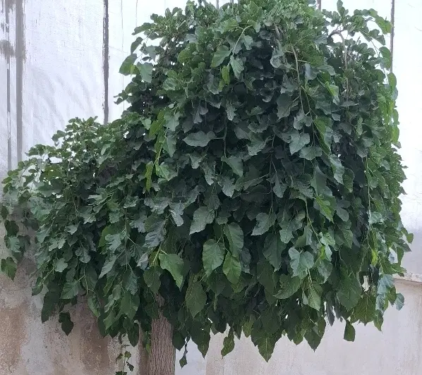 ملک کلنگی