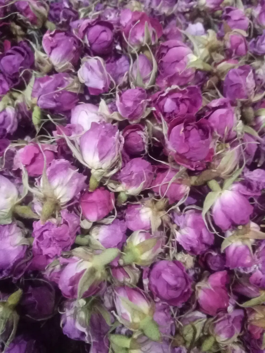 باغ گل محمدی وپسته