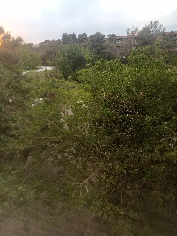 زمین چمران ۱۶ قصب فاز ۲