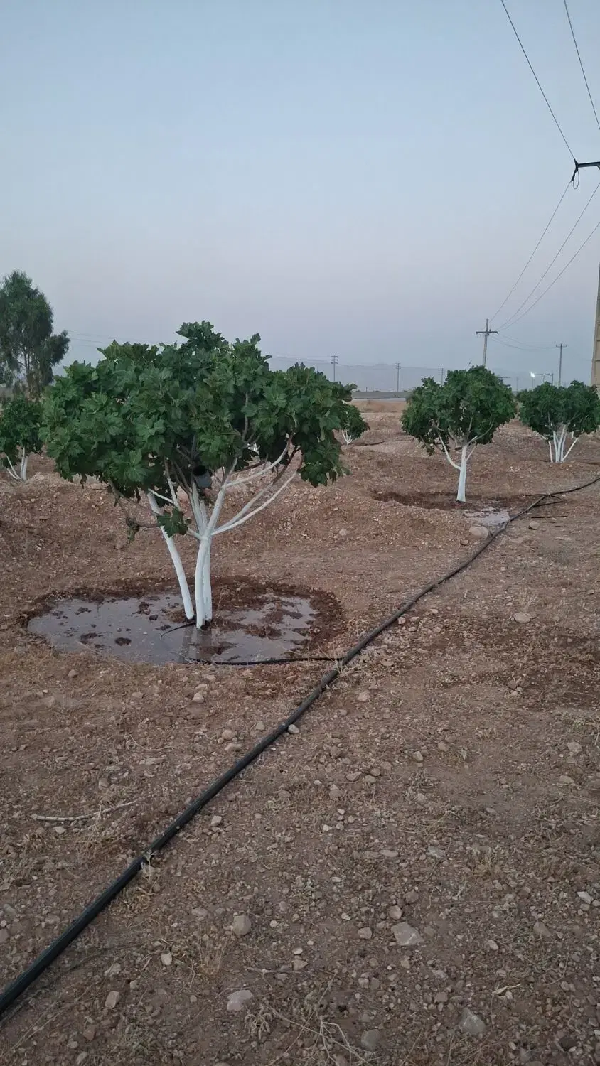 فروش باغ انجیر  نی‌ریز  بالای پارک جنگلی