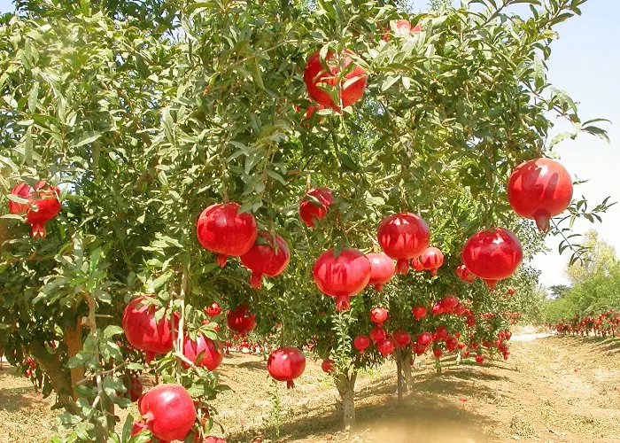 تهاتر باغ انارساوه