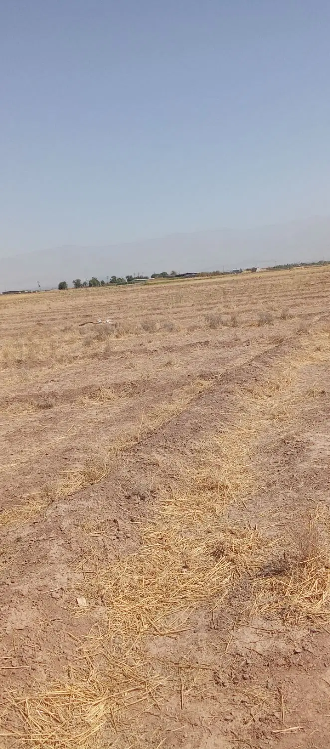 زمین زعفران،،