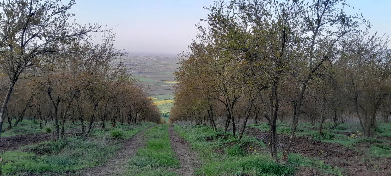 فروش ۱.۵ هکتار باغ انار روستای والش آباد