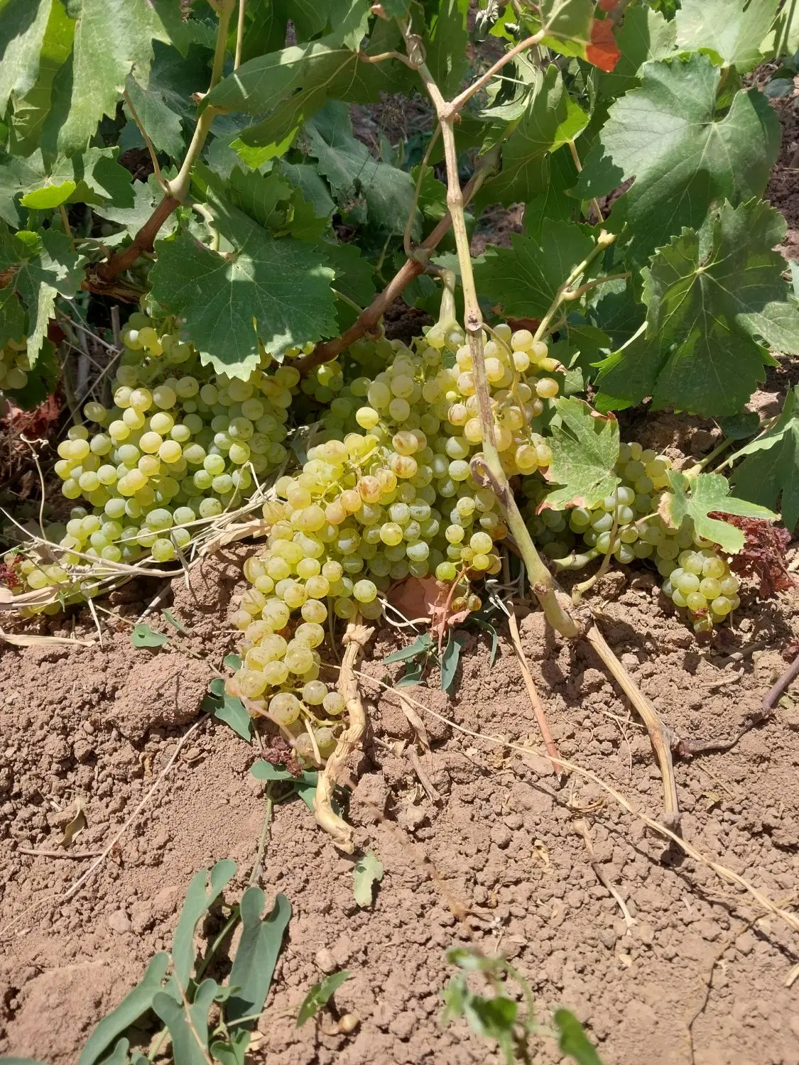 باغ انگور قطره ای ۲۵۰۰متر به مبلغ ۸۰۰میلیون تومان