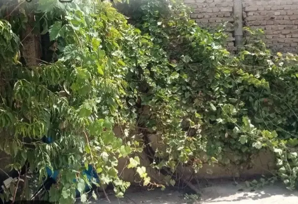 سوییت ۵۰متری یک خواب