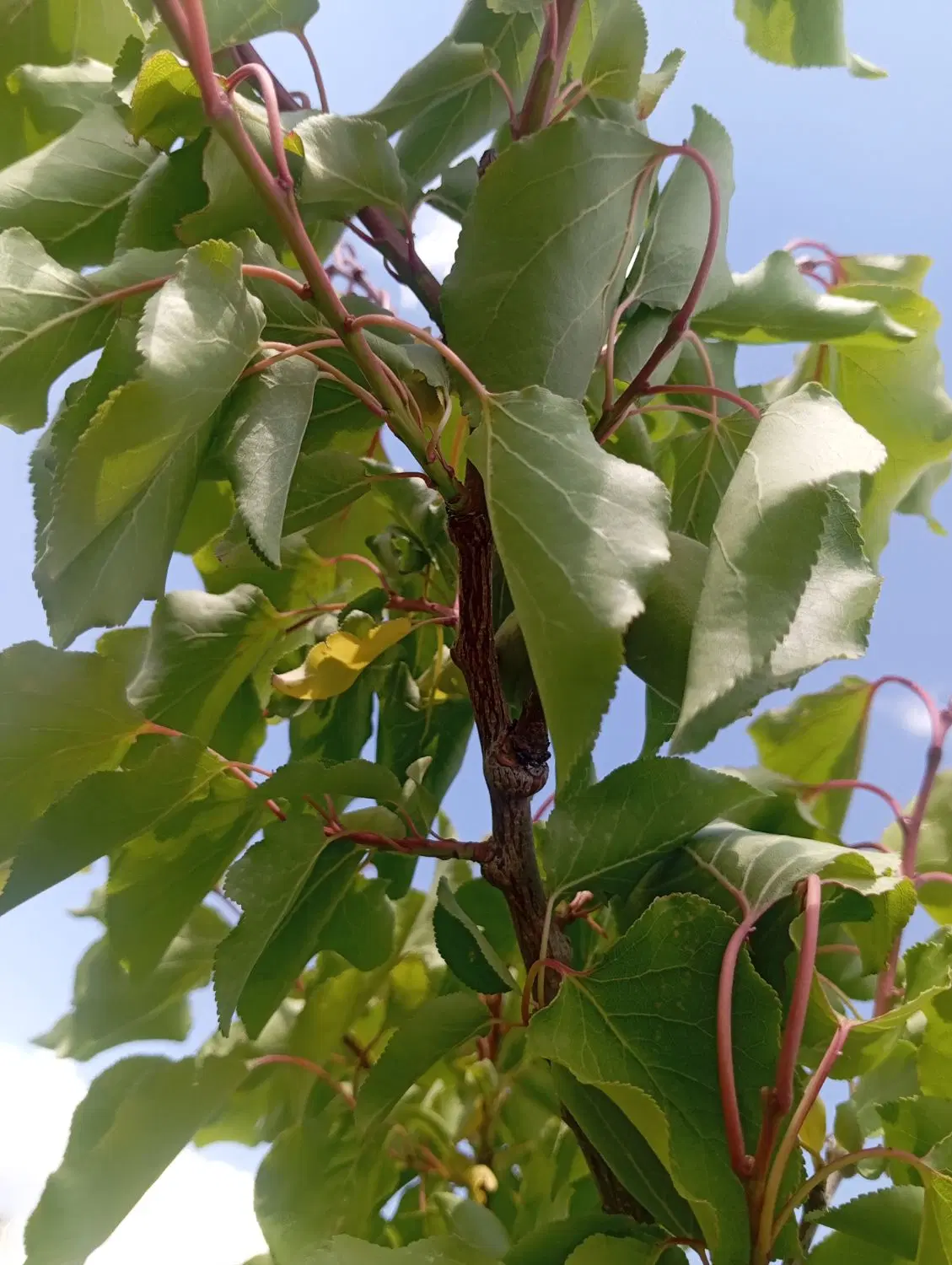 ۵من باغ صفا واقع در روستای سرج پشت فرودگاه