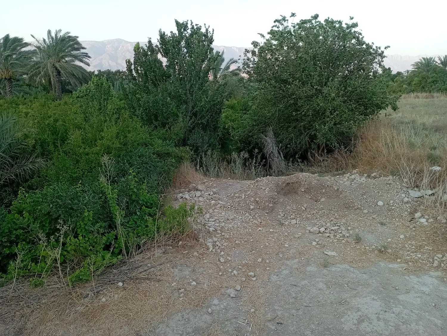 باغچه