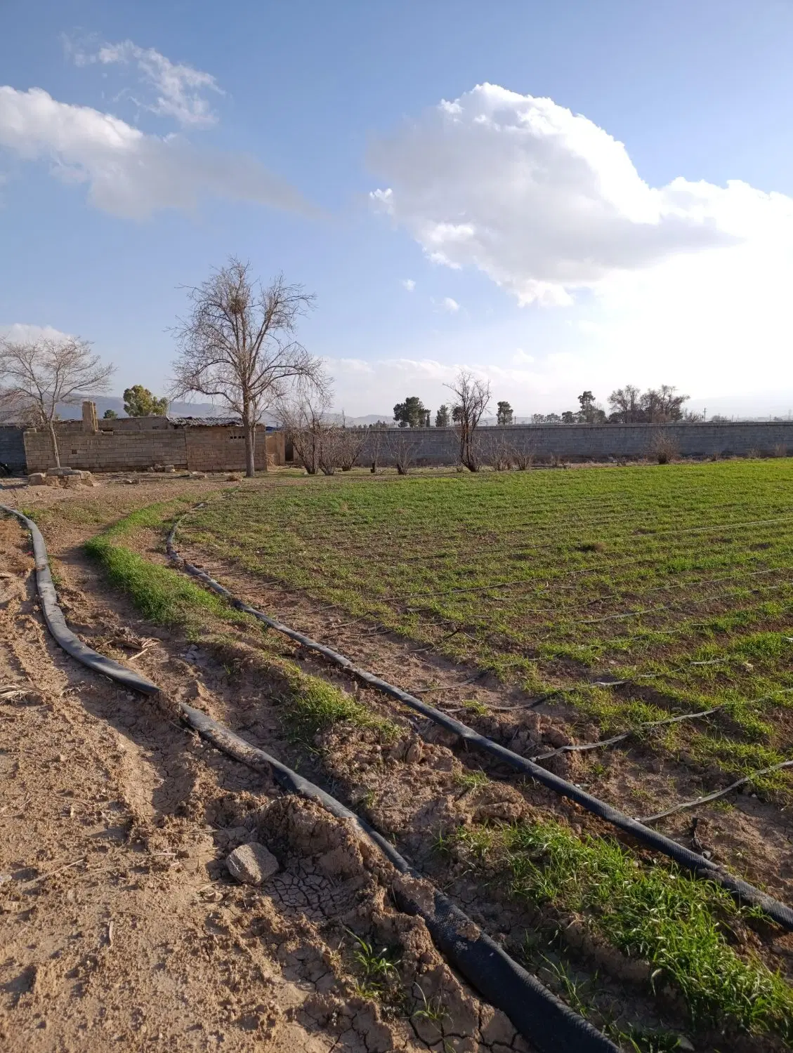 زمین کشاورزی باغ سوله گاوداری