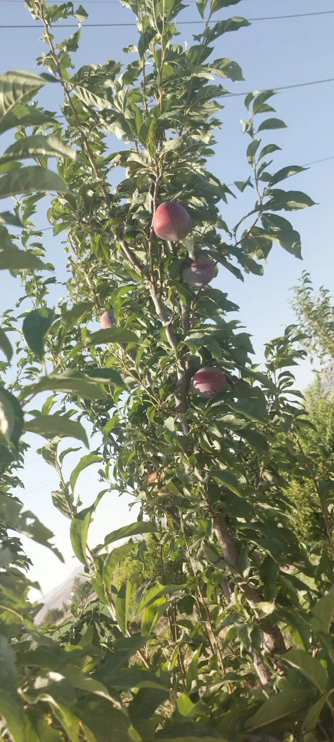 فروش باغ در حشمت آباد