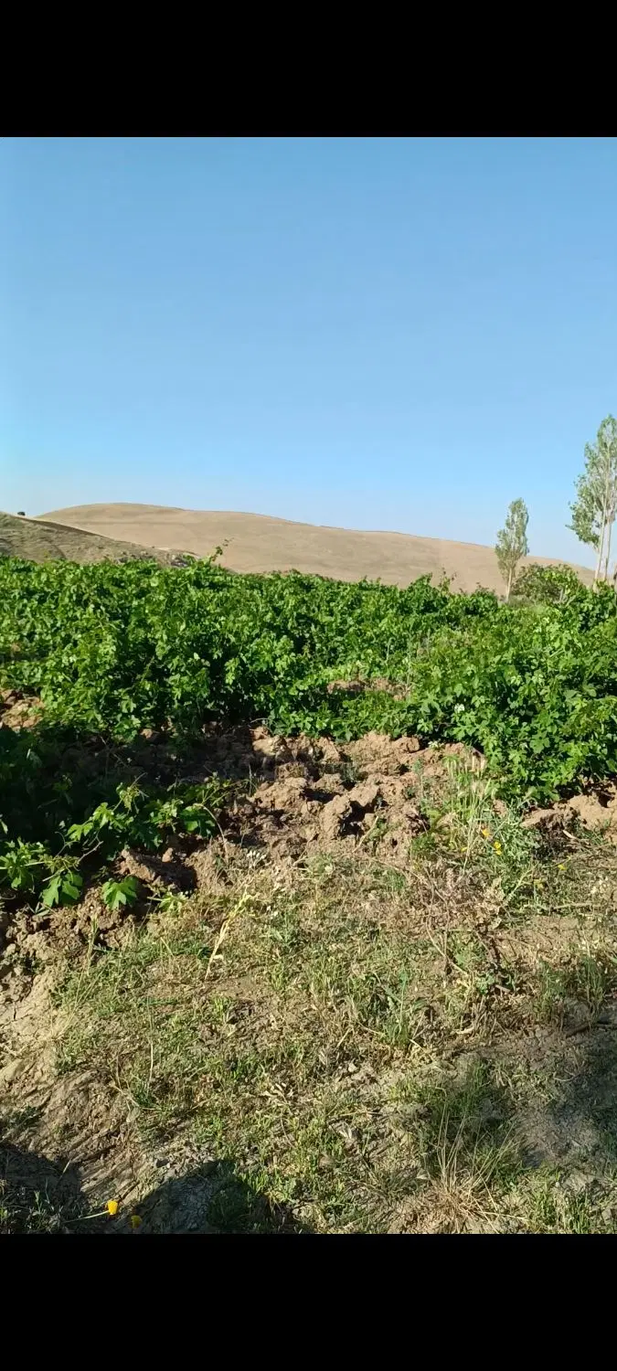 فروش باغ انگور 9ساله