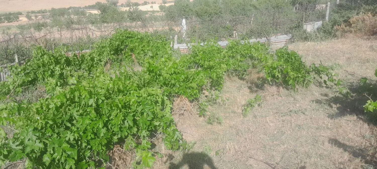 باغ انگور دیم