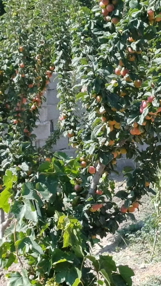 قطعه ویلایی بارانلو