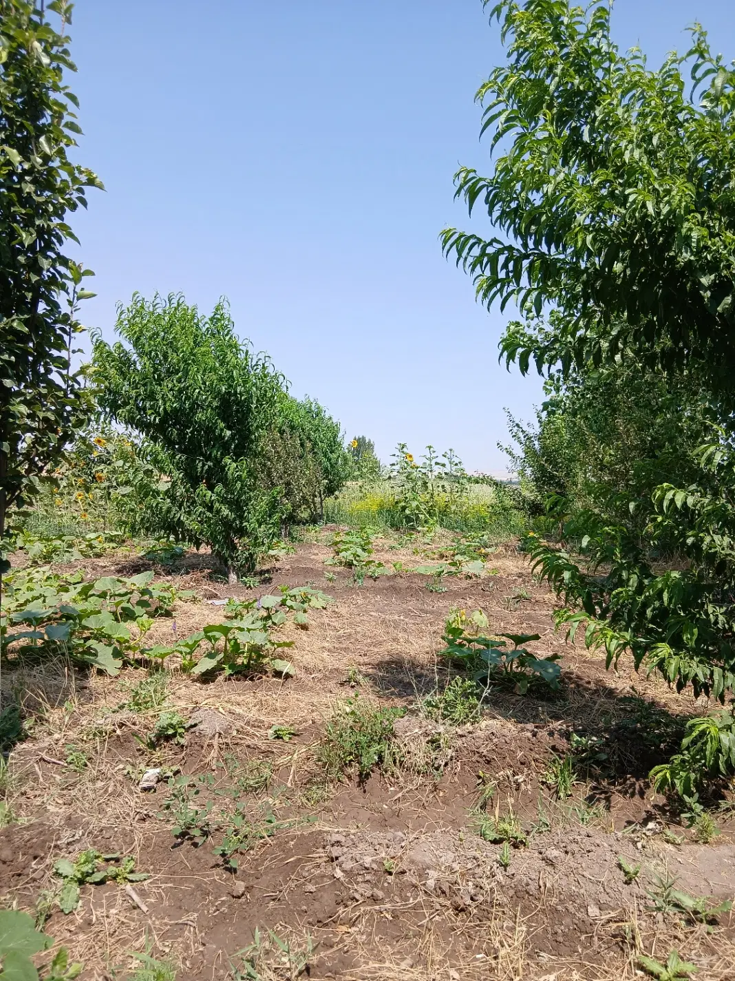 زمین فروشی روستای بیجند