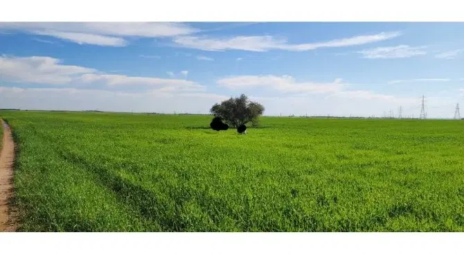 اجاره زمین چم هندی