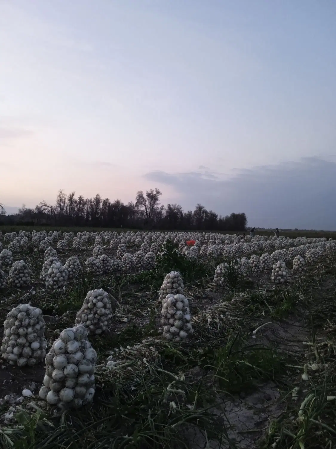 اجاره زمین کشاورزی