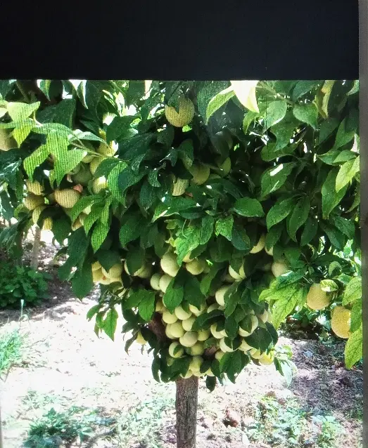 باغچه به متراژ 400متر