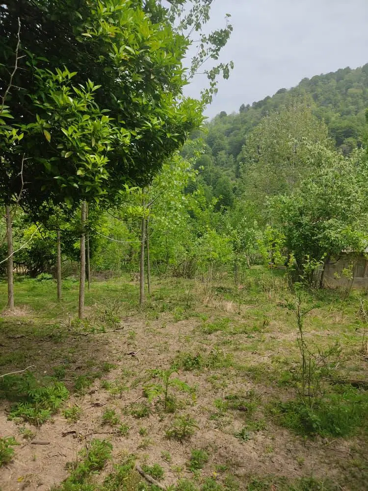 زمین کامل مسکونی