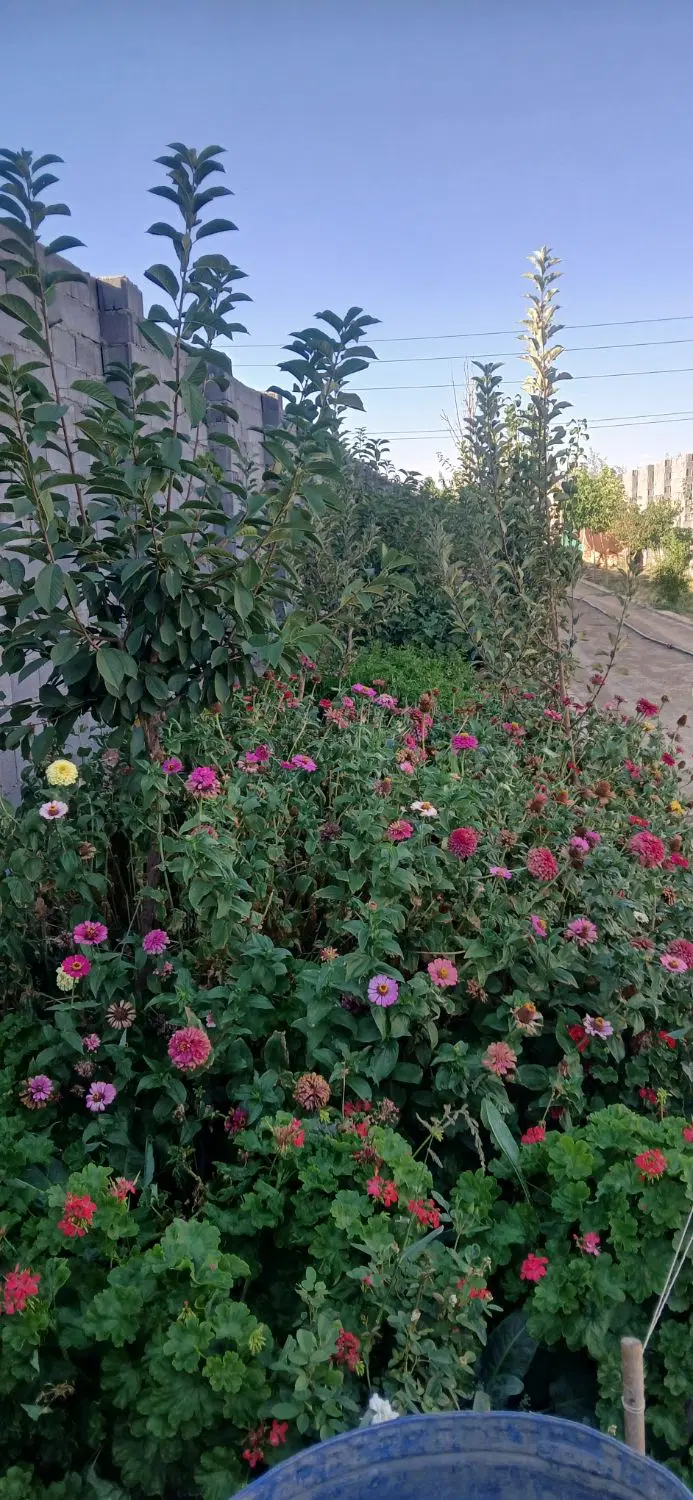 زمین باغی ۴دیواری