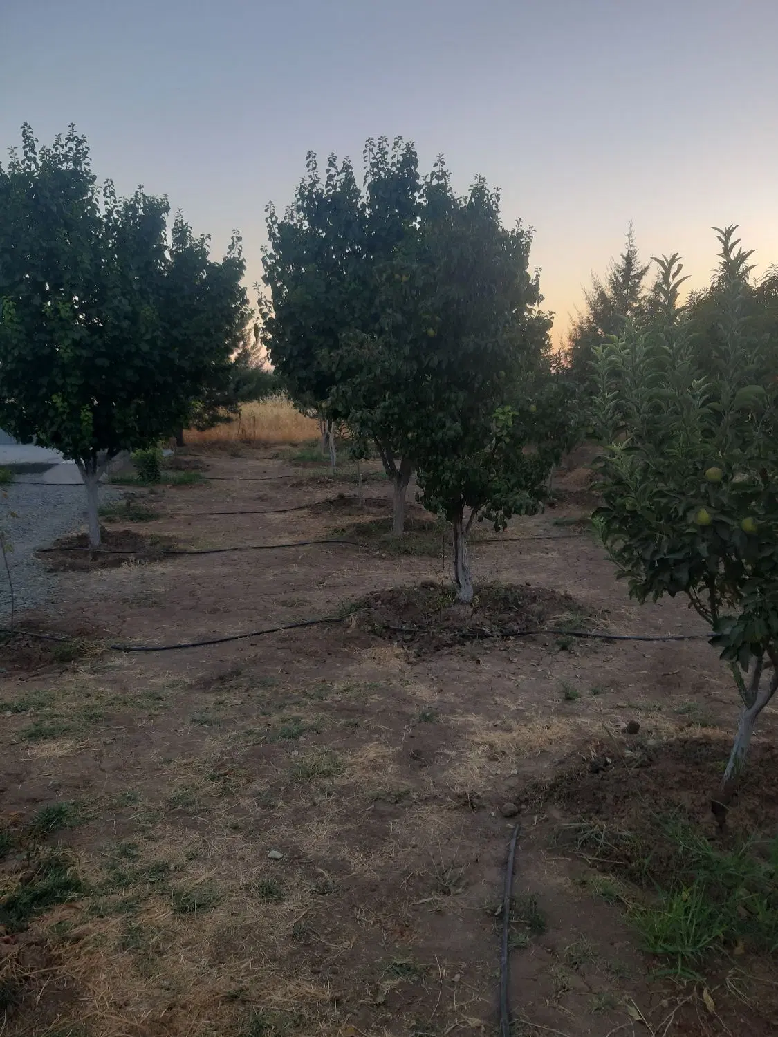 فروش باغ ۵۰۰ متری